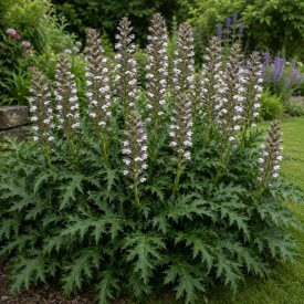 Balkáni medveköröm (Acanthus hungaricus)