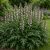 Balkáni medveköröm (Acanthus hungaricus)