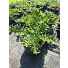 Balkáni medveköröm (Acanthus hungaricus)