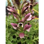 Balkáni medveköröm (Acanthus hungaricus)