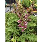 Balkáni medveköröm (Acanthus hungaricus)