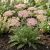 Cickafark  'Appleblossom' (Achillea millefolium)