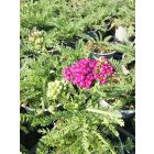 Cickafark  'Appleblossom' (Achillea millefolium)