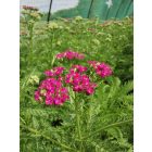 Cickafark  'Appleblossom' (Achillea millefolium)