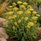 Cickafark ‘Desert Eve Yellow’ (Achillea millefolium)
