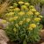 Cickafark ‘Desert Eve Yellow’ (Achillea millefolium)