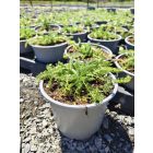 Cickafark ‘Desert Eve Yellow’ (Achillea millefolium)