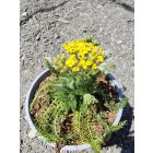 Cickafark ‘Desert Eve Yellow’ (Achillea millefolium)