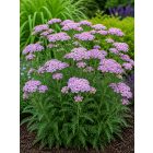 Cickafark 'Lilac Beauty' (Achillea millefolium)