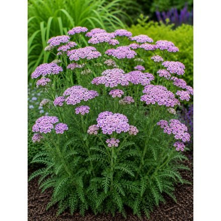 Cickafark 'Lilac Beauty' (Achillea millefolium)