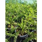 Cickafark 'Lilac Beauty' (Achillea millefolium)