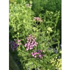 Cickafark 'Lilac Beauty' (Achillea millefolium)