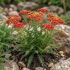 Cickafark ‘Paprika’ (Achillea millefolium)