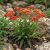 Cickafark ‘Paprika’ (Achillea millefolium)