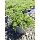 Cickafark ‘Paprika’ (Achillea millefolium)
