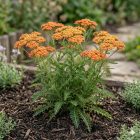 Cickafark ‘Terracotta’ (Achillea millefolium)