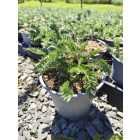 Cickafark ‘Terracotta’ (Achillea millefolium)