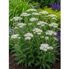 Cickafark 'White' (Achillea millefolium)