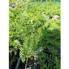 Cickafark 'White' (Achillea millefolium)