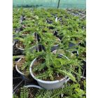 Cickafark ‘White Beauty’ (Achillea millefolium)