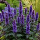 Izsópfű 'Black Adder' (Agastache)