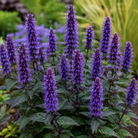 Izsópfű 'Black Adder' (Agastache)