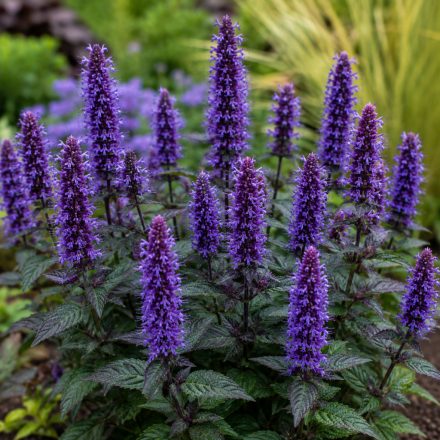 Izsópfű 'Black Adder' (Agastache)