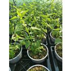 Izsópfű 'Black Adder' (Agastache)