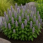 Ánizs izsóp ‘Little Adder’ (Agastache foeniculum)