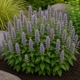 Ánizs izsóp ‘Little Adder’ (Agastache foeniculum)