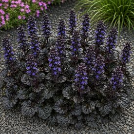 Indás ínfű ‘Black Scallop’ (Ajuga reptans)