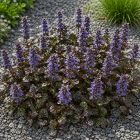 Indás ínfű ‘Chocolate Chip’ (Ajuga reptans)