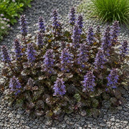 Indás ínfű ‘Chocolate Chip’ (Ajuga reptans)