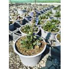 Indás ínfű ‘Chocolate Chip’ (Ajuga reptans)