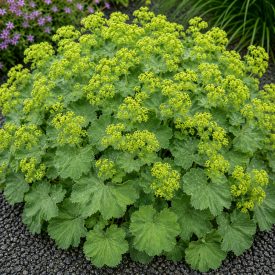 Palástfű ‘Irish Silk’ (Alchemilla mollis)