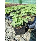 Palástfű ‘Irish Silk’ (Alchemilla mollis)