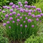 Metélőhagyma (Allium schoenoprasum)