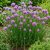 Metélőhagyma (Allium schoenoprasum)