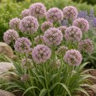 Díszhagyma ‘Summer Beauty’ (Allium)