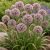 Díszhagyma ‘Summer Beauty’ (Allium)