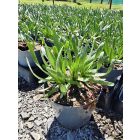 Díszhagyma ‘Summer Beauty’ (Allium)
