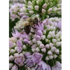 Díszhagyma ‘Summer Beauty’ (Allium)