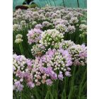 Díszhagyma ‘Summer Beauty’ (Allium)