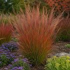 Fenyérfű ‘Red October’ (Andropogon gerardii)