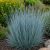 Fenyérfű 'Prairie Blues' (Andropogon scoparius)