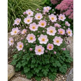 Szellőrózsa 'Pink Saucer' (Anemone hupehensis