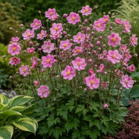   Kínai szellőrózsa 'Splendens' (Anemone hupehensis)