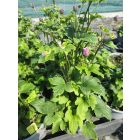 Kínai szellőrózsa 'Splendens' (Anemone hupehensis)