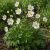 Erdei szellőrózsa (Anemone sylvestris)