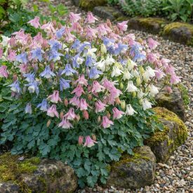Japán harangláb	(Aquilegia flabellata)